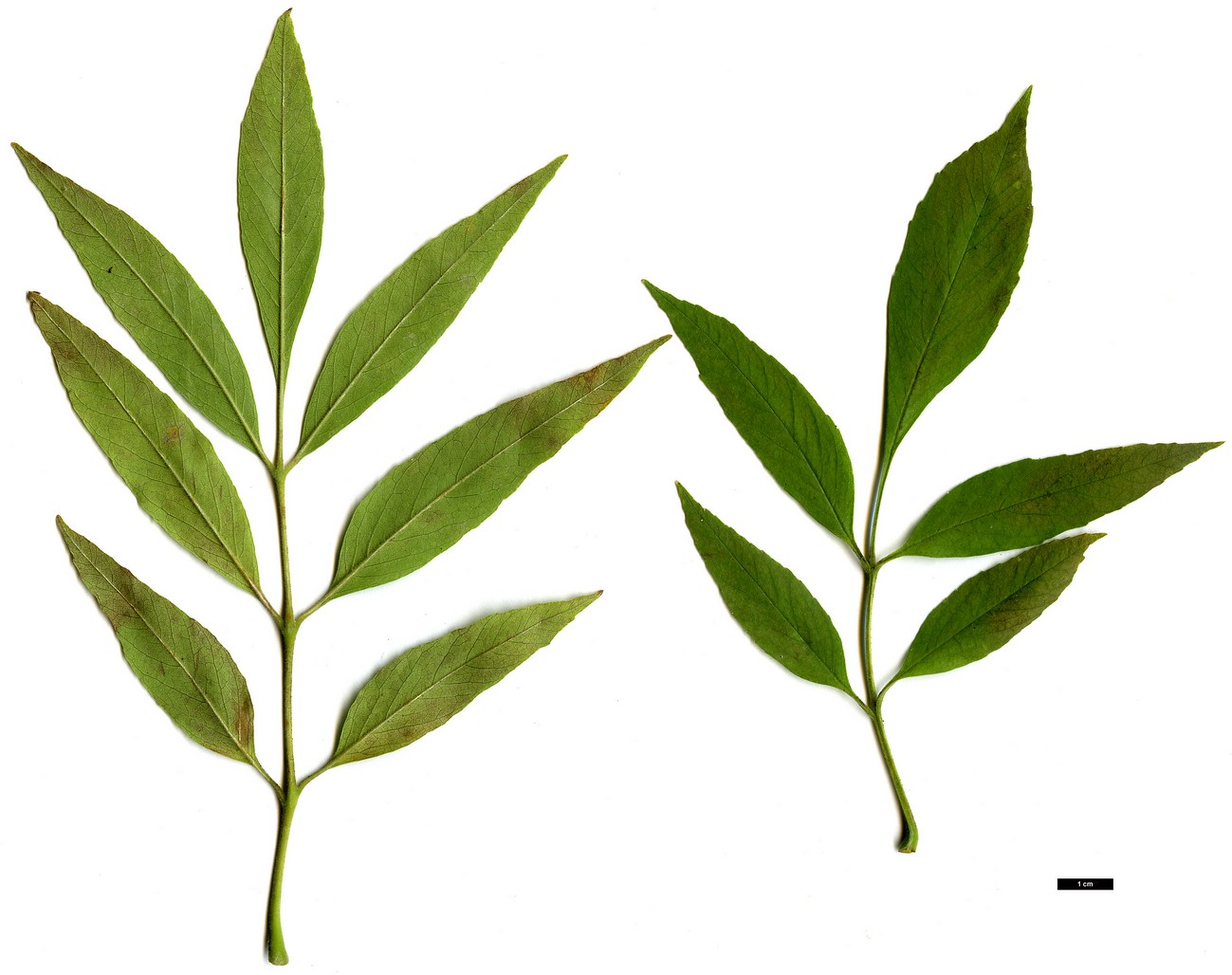 High resolution image: Family: Oleaceae - Genus: Fraxinus - Taxon: velutina - SpeciesSub: var. toumeyi